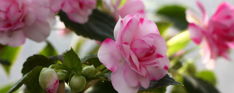 水梅花水培办法