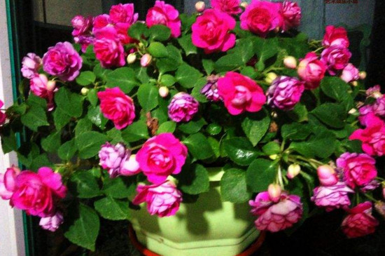 水梅花水培办法