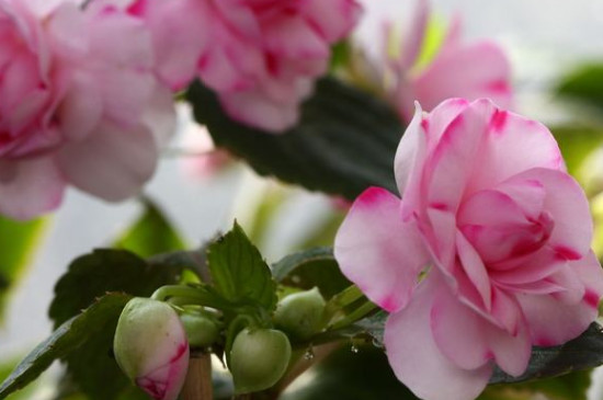 水梅花水培办法