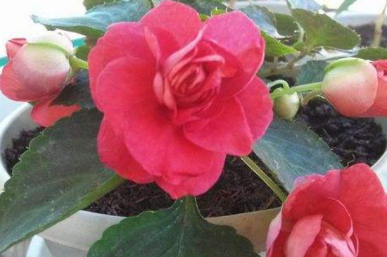 水梅花水培办法