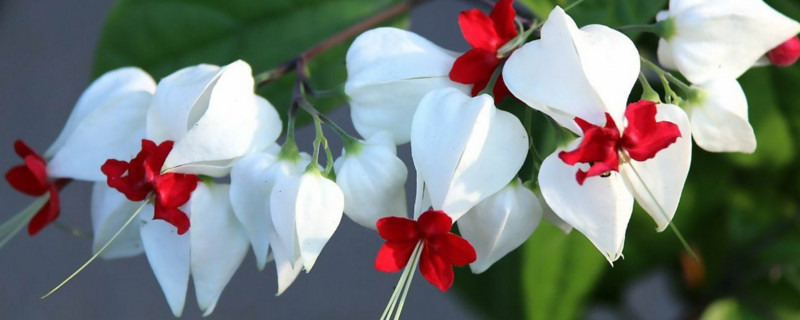 吐龙珠花的种植办法