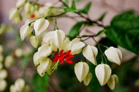 吐龙珠花的种植办法