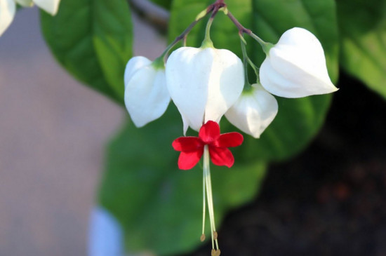 吐龙珠花的种植办法