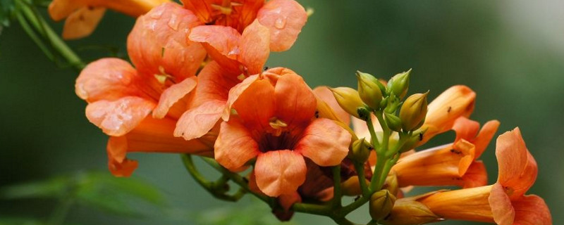 凌霄花的繁殖办法视频