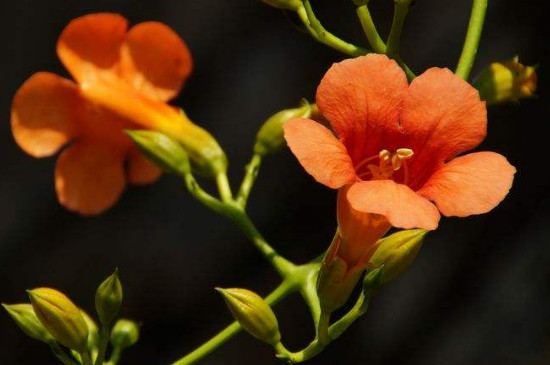 凌霄花的繁殖办法视频