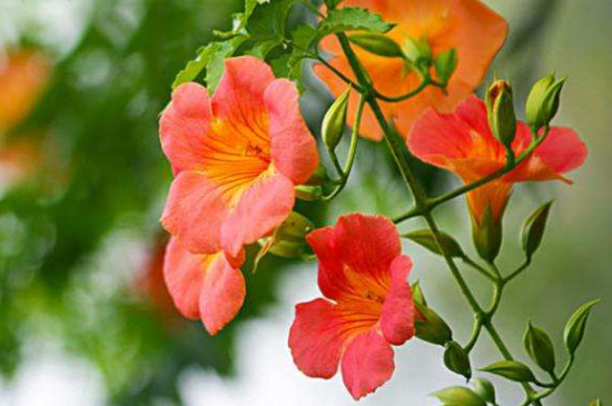 凌霄花的繁殖办法视频