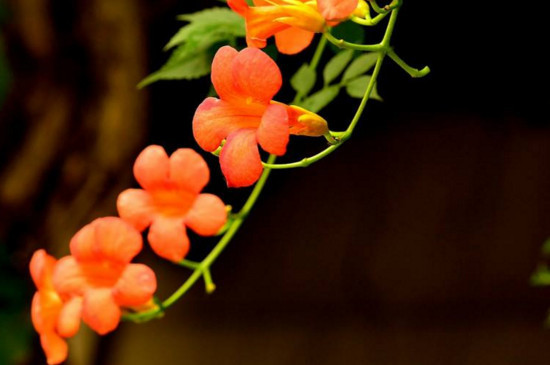 凌霄花的繁殖办法视频