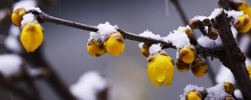 冬季有什么花开