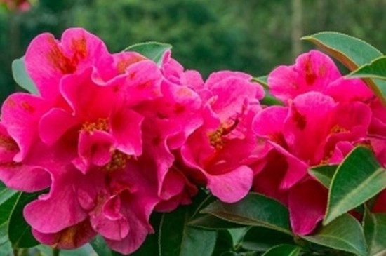 冬季有什么花开