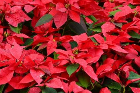 冬季有什么花开