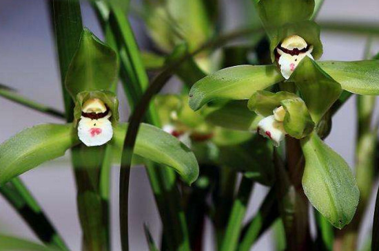 冬季有什么花开