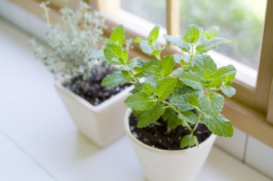 养花的益处 养花有哪些益处:能增强人体免疫力,调理人体植物神经的平衡;预防和治疗部分慢性病