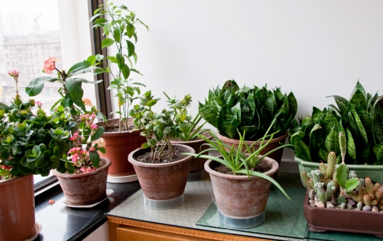 花香的功效 养花有哪些益处:能增强人体免疫力,调理人体植物神经的平衡;预防和治疗部分慢性病