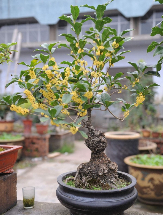 养桂花的益处 养花有哪些益处:能增强人体免疫力,调理人体植物神经的平衡;预防和治疗部分慢性病