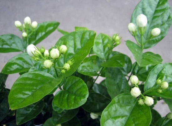 养茉莉的益处 养花有哪些益处:能增强人体免疫力,调理人体植物神经的平衡;预防和治疗部分慢性病