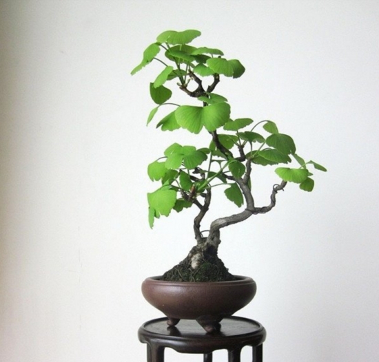 养银杏的益处 养花有哪些益处:能增强人体免疫力,调理人体植物神经的平衡;预防和治疗部分慢性病