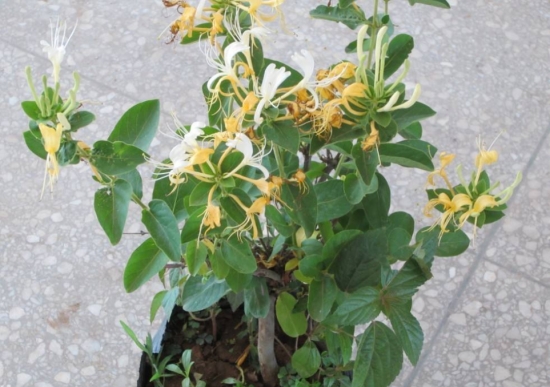 养金银花的益处 养花有哪些益处:能增强人体免疫力,调理人体植物神经的平衡;预防和治疗部分慢性病