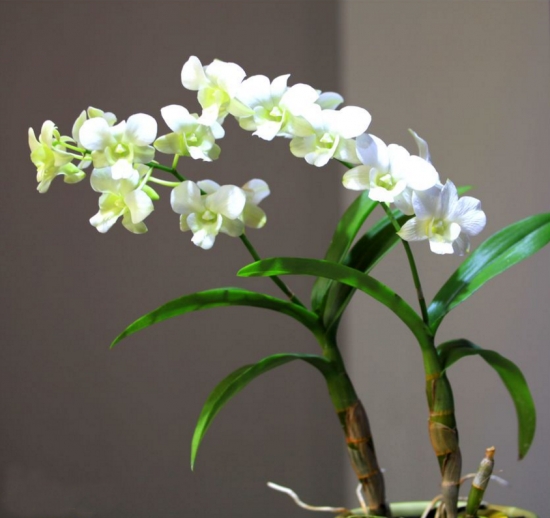 养冷色花的益处 养花有哪些益处:能增强人体免疫力,调理人体植物神经的平衡;预防和治疗部分慢性病