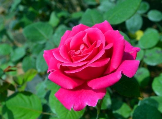 人民币的花，你养过几种？