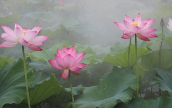 人民币的花，你养过几种？