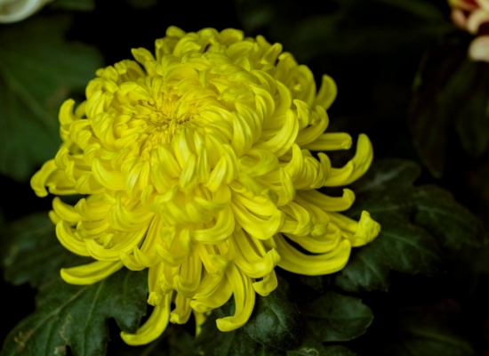 人民币的花，你养过几种？