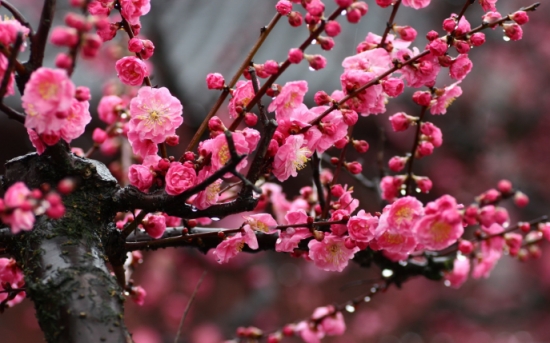 人民币的花，你养过几种？