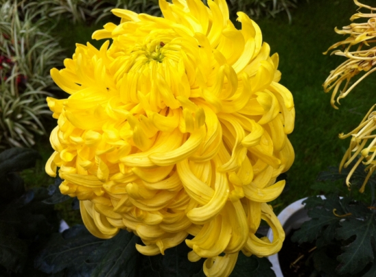 人民币的花，你养过几种？