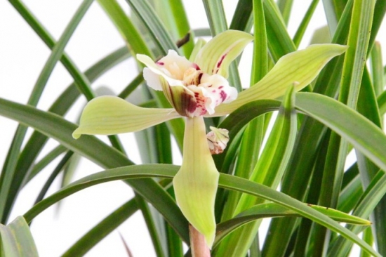 人民币的花，你养过几种？