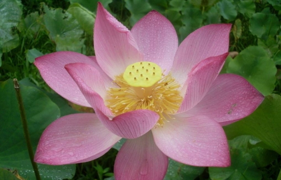 人民币的花，你养过几种？