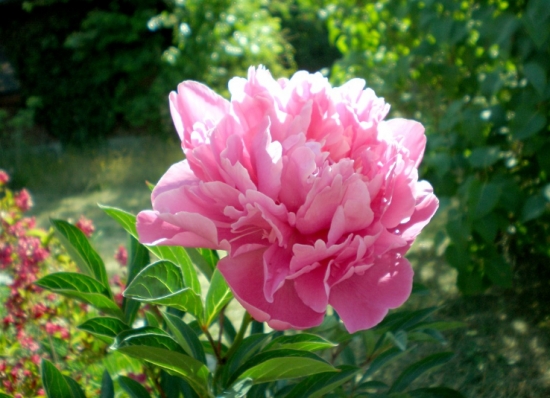 人民币的花，你养过几种？