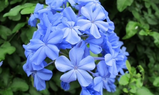 蓝雪花夏季如何养 蓝雪花夏季如何养:适当遮阴增加浇水