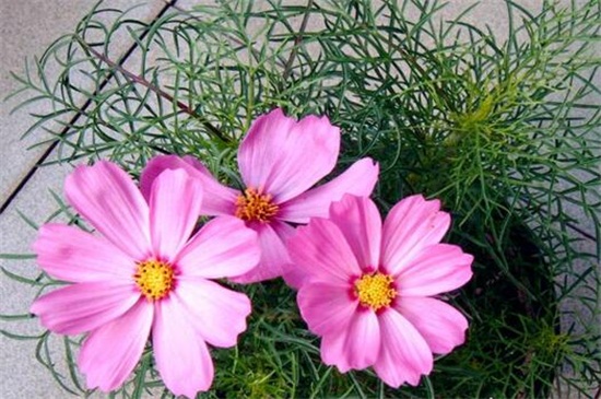 格桑花种子的种植办法，4个步骤使种子快速生根发芽