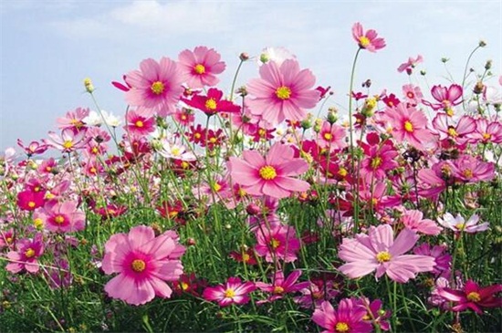 格桑花种子的种植办法，4个步骤使种子快速生根发芽