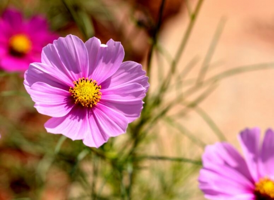格桑花/八瓣梅的养殖办法，格桑花如何种，格桑花能在花盆里养吗