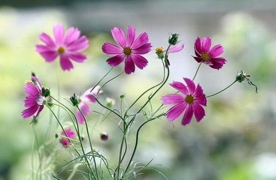 格桑花/八瓣梅的养殖办法，格桑花如何种，格桑花能在花盆里养吗