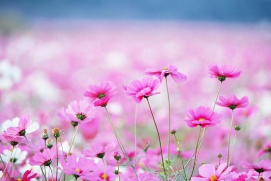 格桑花/八瓣梅的养殖办法，格桑花如何种，格桑花能在花盆里养吗