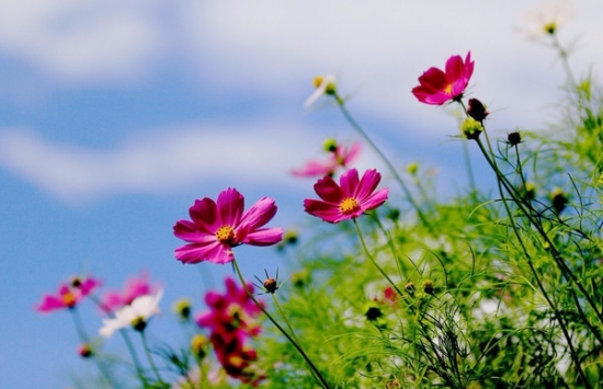 格桑花/八瓣梅的养殖办法，格桑花如何种，格桑花能在花盆里养吗