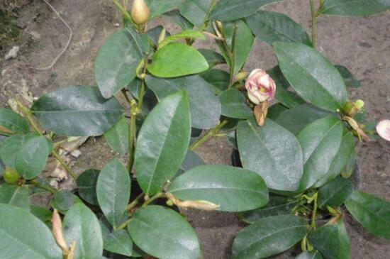 含笑花扦插办法图解，含笑花扦插生根4个步骤