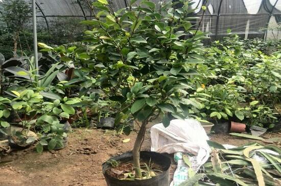 含笑花扦插办法图解，含笑花扦插生根4个步骤