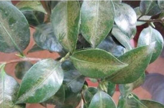 含笑花扦插办法图解，含笑花扦插生根4个步骤