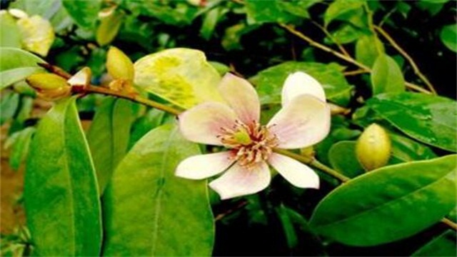 含笑花叶子发黄如何办