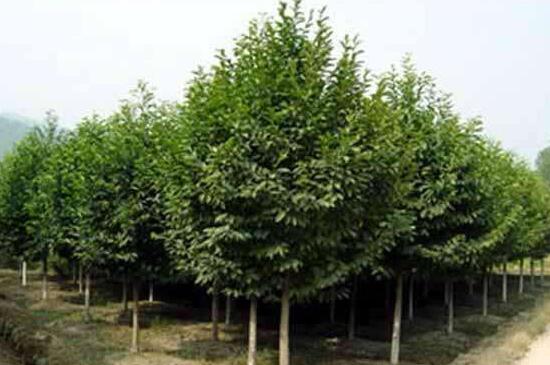 含笑树的养殖办法，4个步骤使含笑树更茂盛