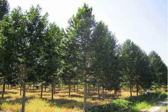 含笑树的养殖办法，4个步骤使含笑树更茂盛