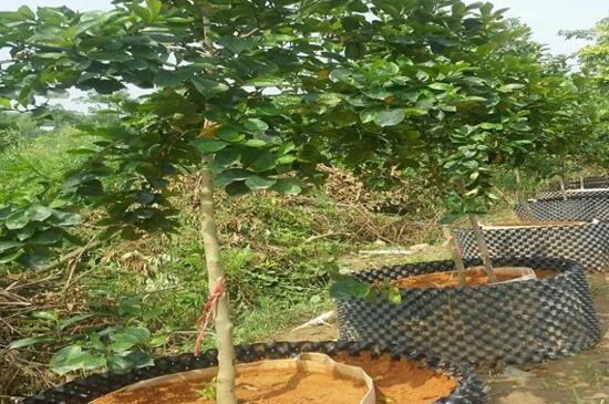 含笑树的养殖办法，4个步骤使含笑树更茂盛