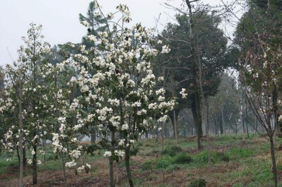 含笑树的养殖办法，4个步骤使含笑树更茂盛