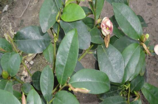 含笑树的养殖办法，4个步骤使含笑树更茂盛