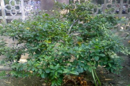 含笑树的养殖办法，4个步骤使含笑树更茂盛