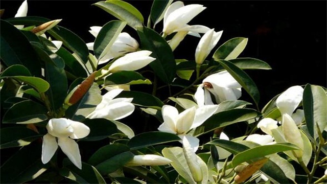 含笑花有哪些种类