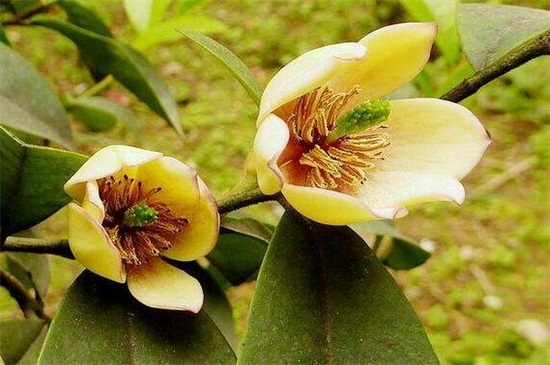 含笑花有哪些种类