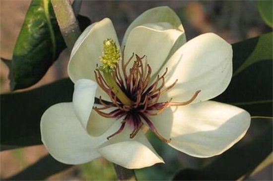 含笑花有哪些种类